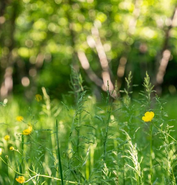 Field containing yellow buttercups