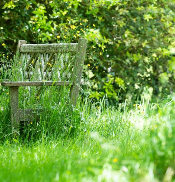 A bench in a field